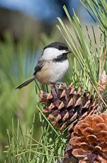 Chickadees: Black-capped Chickadee