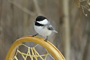 Atricapillus: Black-Capped Chickadee