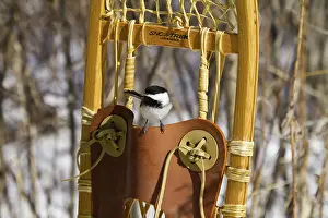 Atricapillus: Black-Capped Chickadee