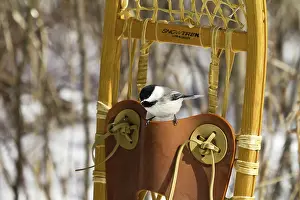 Atricapillus: Black-Capped Chickadee