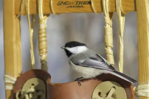 Atricapillus: Black-Capped Chickadee