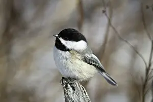 Atricapillus: Black-Capped Chickadee