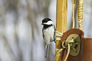 Atricapillus: Black-Capped Chickadee