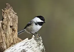 Atricapillus: Black-Capped Chickadee