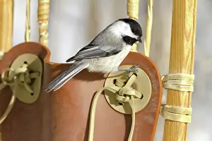 Atricapillus: Black-Capped Chickadee