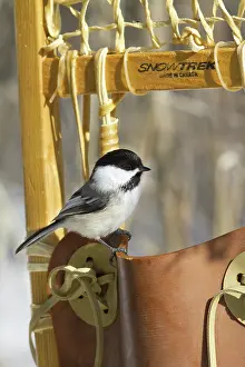 Atricapillus: Black-Capped Chickadee