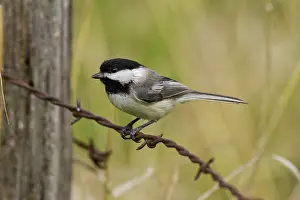 Barb: Black-Capped Chickadee