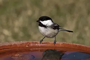 Atricapilla: Black-capped Chickadee