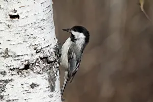 Atricapilla: Black-capped Chickadee