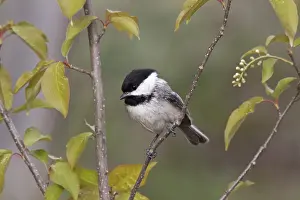 Atricapilla: Black-capped Chickadee