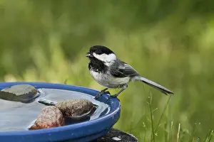 Atricapilla: Black-capped Chickadee