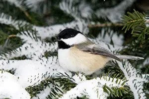 Atricapilla: Black-Capped Chickadee