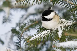 Atricapilla: Black-Capped Chickadee