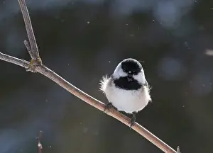 Atricapilla: Black-capped Chickadee