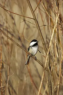 Poecile: Black-Capped Chickadee