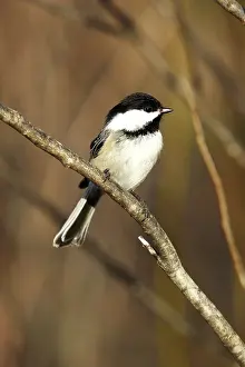 Poecile: Black-Capped Chickadee