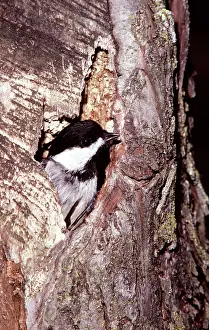 Chips: Black-Capped Chickadee