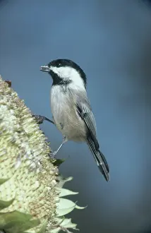 Poecile: Black-capped Chickadee