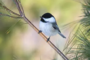 Poecile: Black-capped Chickadee