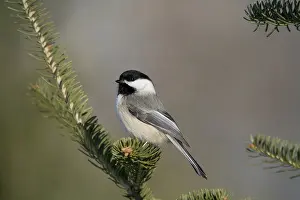 Poecile: Black-capped Chickadee