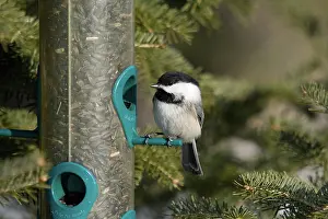 Poecile: Black-capped Chickadee
