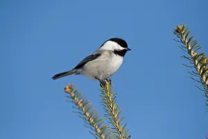 Poecile: Black-capped Chickadee