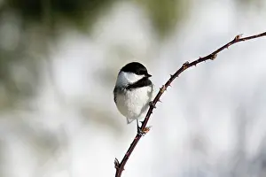 Poecile: Black-capped Chickadee