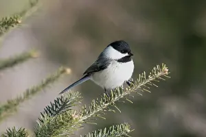 Poecile: Black-capped Chickadee