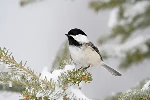 Poecile: Black-capped Chickadee