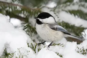 Poecile: Black-capped Chickadee