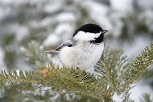 Poecile: Black-capped Chickadee