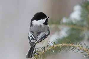 Poecile: Black-capped Chickadee