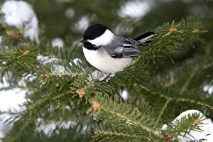 Poecile: Black-capped Chickadee