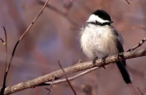 Poecile: Black-Capped Chickadee