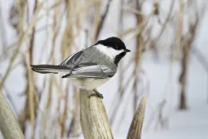 Poecile: Black-Capped Chickadee