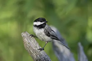 Poecile: Black-capped Chickadee