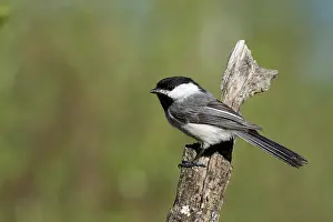 Poecile: Black-capped Chickadee
