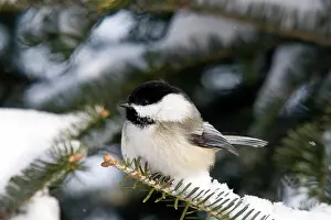 Poecile: Black-Capped Chickadee