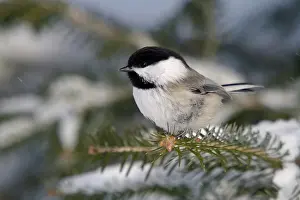 Poecile: Black-Capped Chickadee
