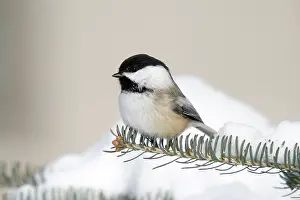 Poecile: Black-Capped Chickadee