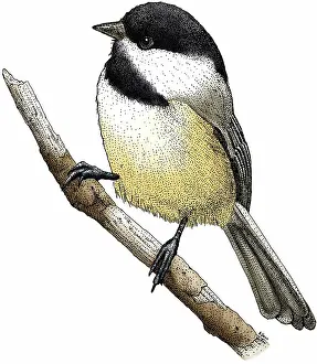 Poecile: Black Capped Chickadee
