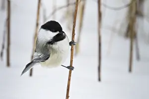 Poecile: Black-Capped Chickadee