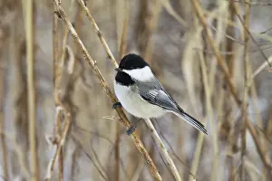 Poecile: Black-Capped Chickadee