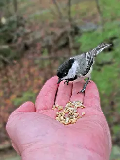 Poecile: Black-Capped Chickadee