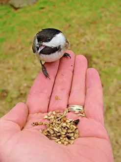 Poecile: Black-Capped Chickadee