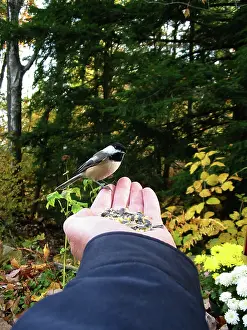 Poecile: Black-Capped Chickadee