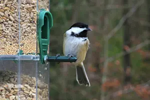 Poecile: Black-capped Chickadee at feeder
