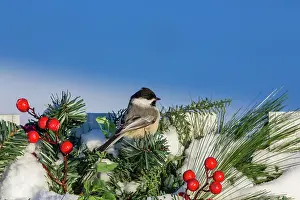 Poecile: Black-capped chickadee on a festive backyard fence