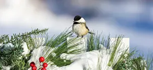 Poecile: Black-capped chickadee on a festive backyard fence