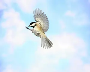 Atricapillus: Black-Capped Chickadee in Flight